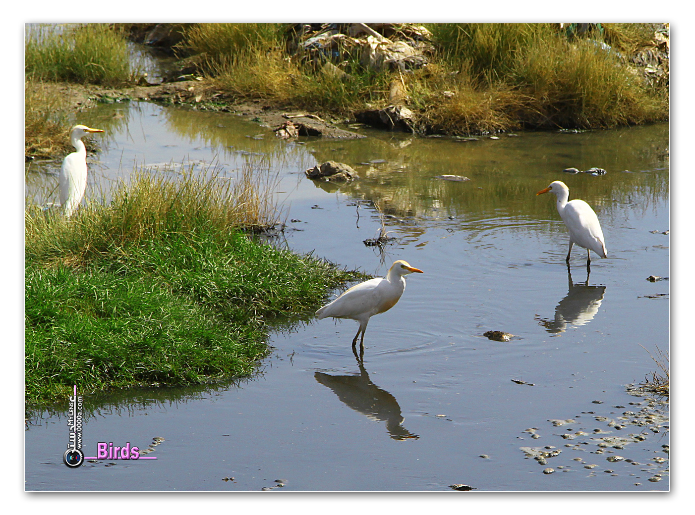 النورس Bird Al Nawras عدستي معرض الصور